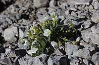 Cerastium latifolium