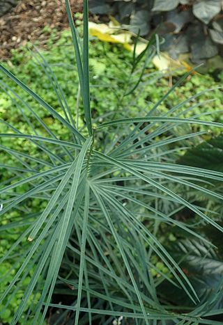 <i>Ceratozamia zaragozae</i> Species of cycad