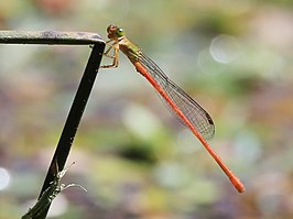 Ceriagrion aeruginosum