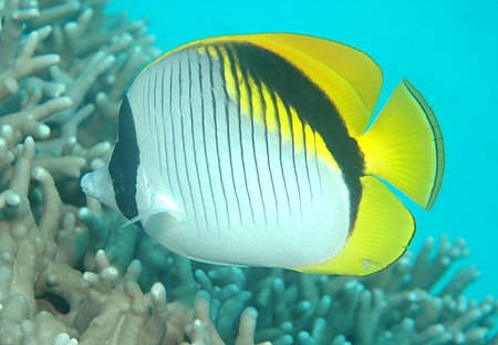 Chaetodon_lineolatus