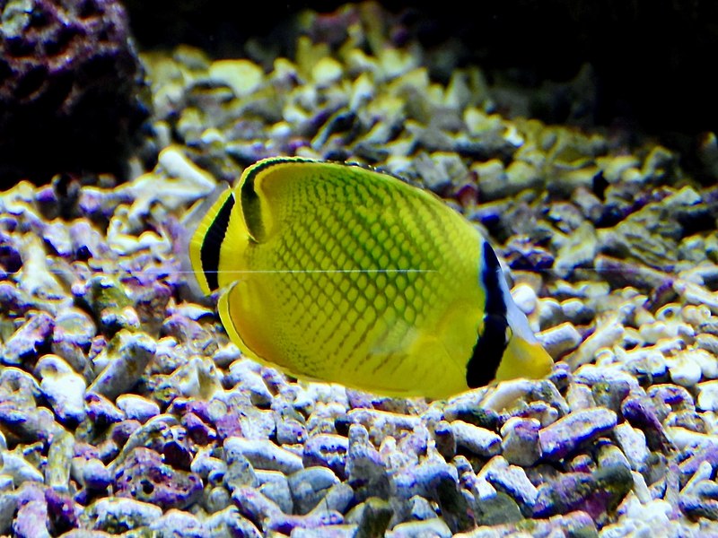 File:Chaetodontidae Chaetodon rafflesii 2.jpg