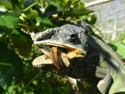 Peyrieras Reptile Reserve