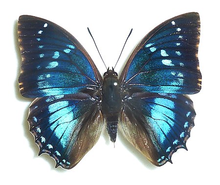 Charaxes xiphares