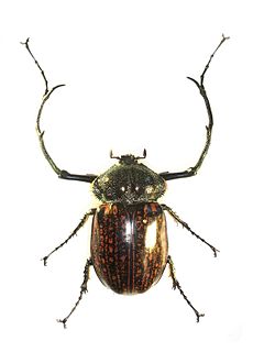 <i>Cheirotonus</i> Genus of beetles