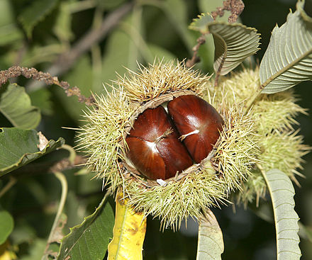 Каштан съедобный. Castanea Sativa плод. Буковые орешки чинарики. Каштан посевной (благородный) – Castanea Sativa. Буковый орех чинарик.