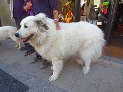 Chien De Montagne Des Pyrénées Wikipédia