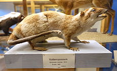 Chironectes minimus - Swedish Museum of Natural History - Stockholm, Sweden - DSC00658.JPG