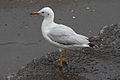 Larus genei