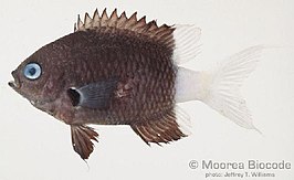 Chromis fieldi