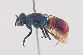 Chrysis pseudobrevitarsis