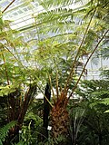 Cibotium schiedei - Botanischer Garten München-Nymphenburg - DSC08006.JPG