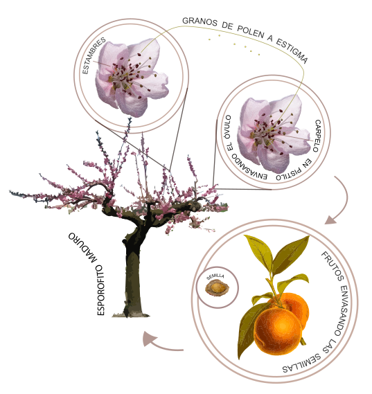 File:Ciclo de vida de las angiospermas (Prunus).svg