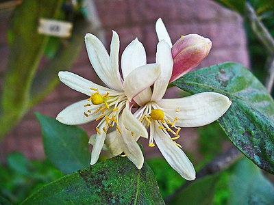 Citrus medica Flower