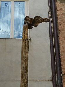 Fuente de un mochuelo en un árbol banch