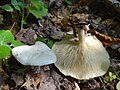 !!!Clitocybe phyllophilla!!!