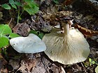 Clitocybe phyllophilla a2 (1).JPG