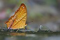 * Nomination Close wing mud-puddling of Vindula erota Fabricius, 1793 – Cruiser (Male) (by Subhendukhan) --Atudu 15:15, 23 March 2020 (UTC) * Promotion  Support Good quality. --Charlesjsharp 15:58, 23 March 2020 (UTC)  Support Good quality. --Alexander Leisser 09:35, 24 March 2020 (UTC)