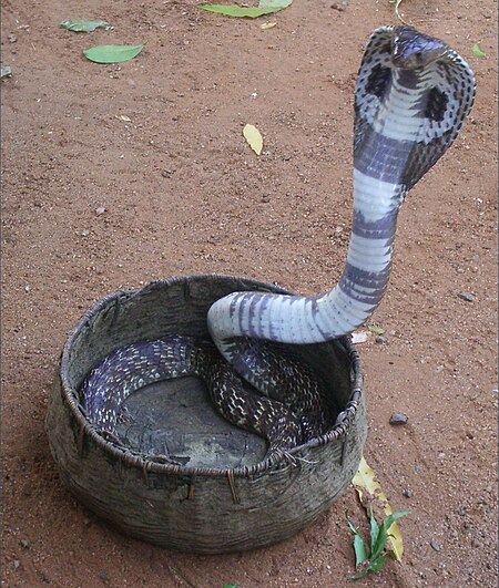 Tứ đại rắn độc Ấn Độ
