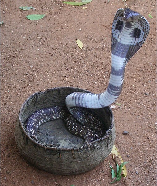 File:Snake-cobra.gif - Wikimedia Commons