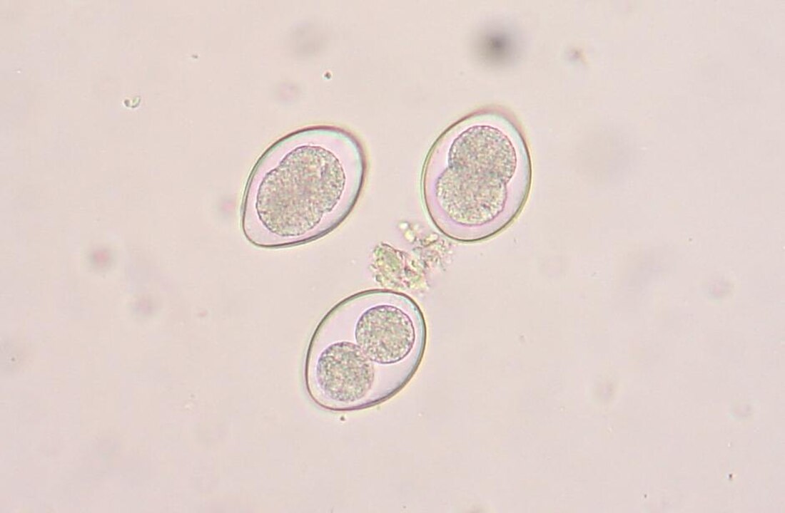 Coccidia