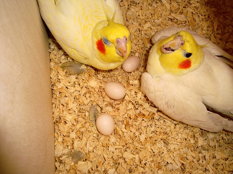 File:Cockatiels in the Nesting Box.jpg