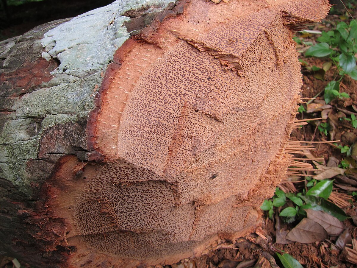 Coconut Tree - തെങ്ങ് 05.JPG