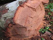 Coconut trunk, showing typical grain of coconut wood Coconut Tree - tengng 05.JPG