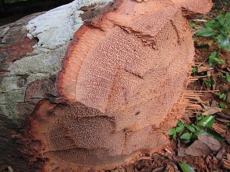 File:Coconut Tree - തെങ്ങ് 05.JPG