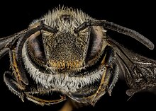 Frontal view Coelioxys sodalis, F, face, Maine, Hancock County 2013-03-15-14.10.58 ZS PMax (8593901000).jpg