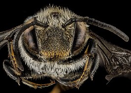 Coelioxys sodalis