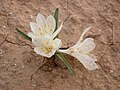 Colchicum ritchii