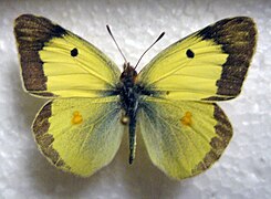 斑缘豆粉蝶 Colias erate