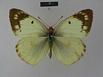 Colias hyale