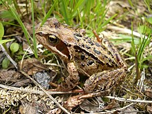 Common Frog in Norway, 2007.jpg