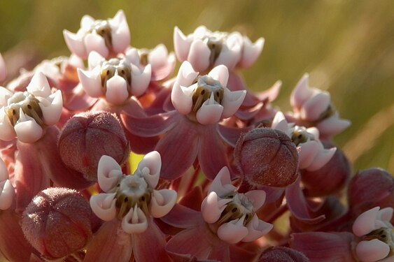 Milkweed (Asclepias sp.)