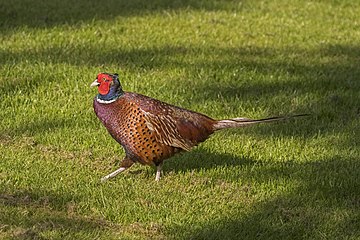 Common pheasant Phasianus colchicus ♂