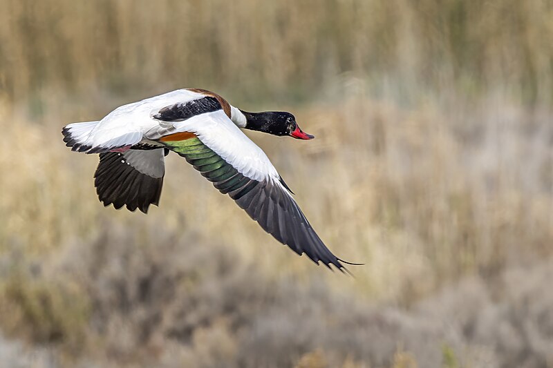 File:Common shelduck (Tadorna tadorna) female in flight Sfax.jpg