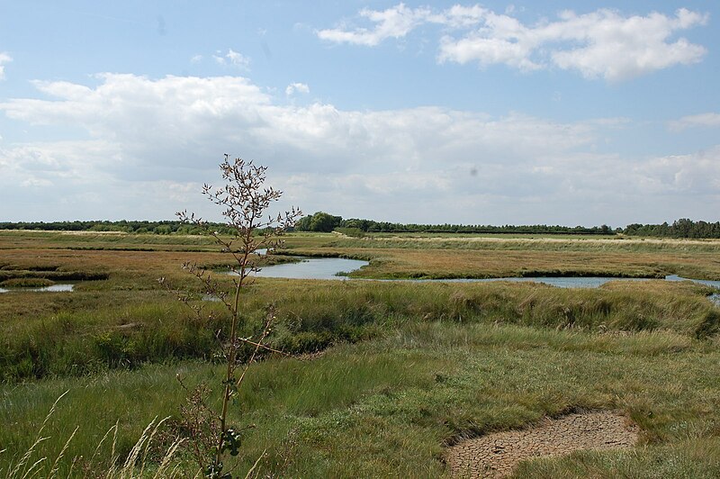 File:Copt Hall Saltings - geograph.org.uk - 4597969.jpg