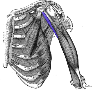 <span class="mw-page-title-main">Coracobrachialis muscle</span> Muscle of the upper arm