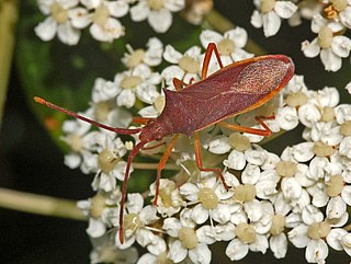 <i>Gonocerus insidiator</i> Species of true bug