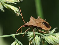 Coreus marginatus.