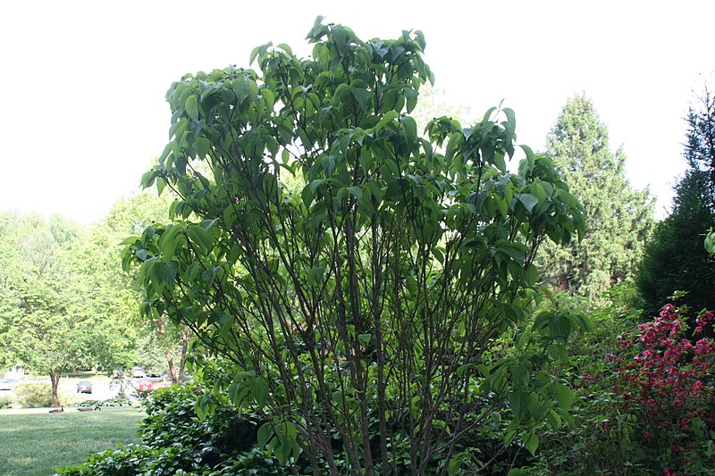 File:Cornus Dixie Colonnade 0zz.jpg