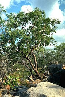 <i>Corymbia arenaria</i> Species of plant