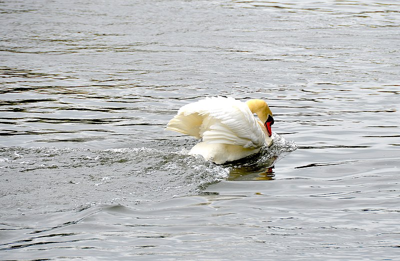 File:Courting swan on Danube.jpg