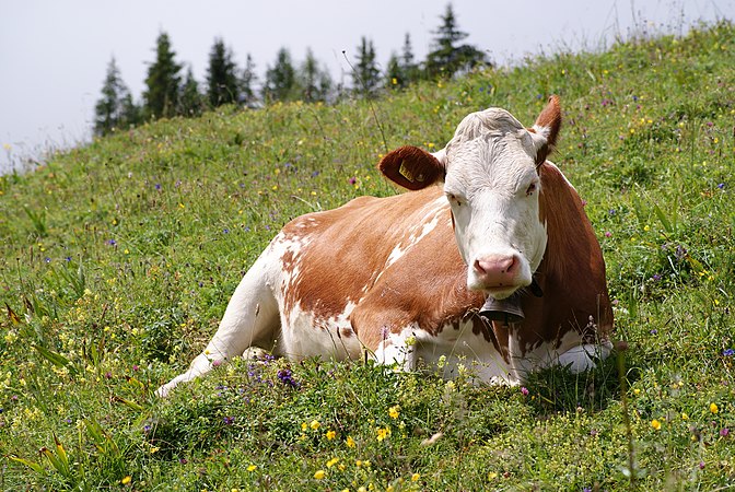 2009年7月7日在瑞士1575米高空拍摄的带着铃铛的双品种（产肉和产奶）牛，该品种最有可能是瑞士花斑，又或者是西门塔尔牛或是另一种双品种。