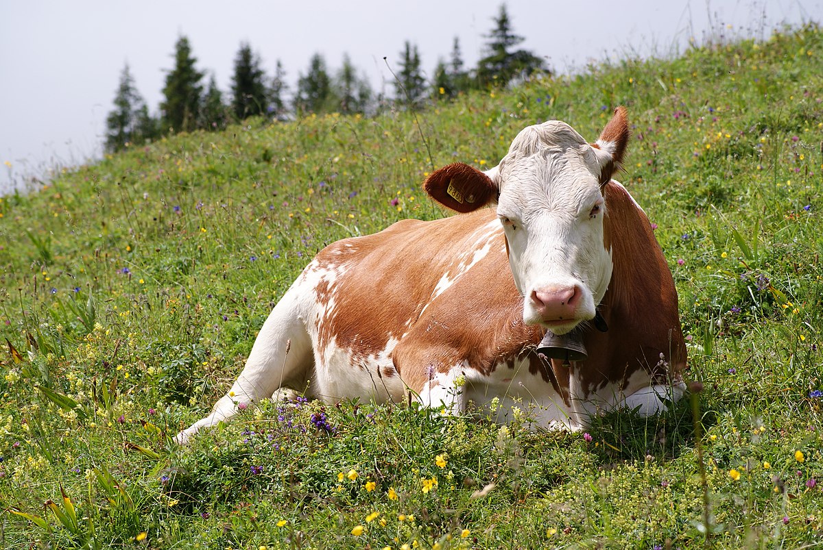 Brown cow meaning