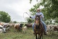 Cowhand Craig Bauer, atop his horse, Spaghetti, amid the longhorn herd at the 1,800-acre Lonesome Pine Ranch, a working cattle ranch that is part of the Texas Ranch Life ranch resort near Chappell LCCN2014632397.tif