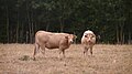 Cows Chouzé-sur-Loire France.jpg
