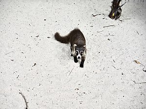 Cozumel Coati