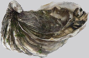 L'huître portugaise, reconnaissable à sa coquille feuilletée, a sauvé le bassin de Marennes-Oléron d'une disparition [11]certaine de l'ostréiculture à partir de 1920.